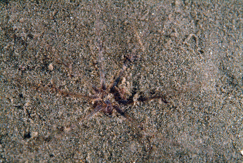 Oloturia infossata?